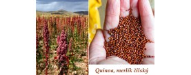 Quinoa merlík čilský účinky na zdraví jaké látky obsahuje