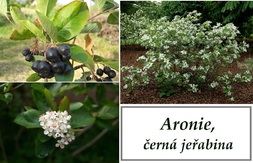 aronie-temnoplodec-cerna-jerabina-ucinky-na-zdravi-co-leci-pouziti-uzivani-vyuziti