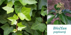 brectan-ucinky-na-zdravi-co-leci-pouziti-uzivani-vyuziti