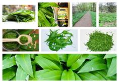 česnek medvědí pesto pasta recept postup návod příprava suroviny ingredience