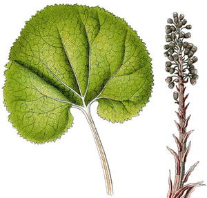 devetsil-ucinky-na-zdravi-co-leci-pouziti-uzivani-2