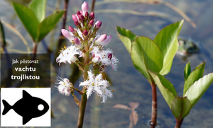 Jak pěstovat vachtu trojlistou