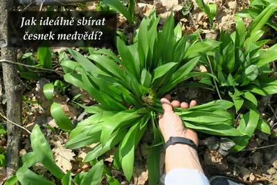 Jak sbírat česnek medvědí bez zahynutí rostilny