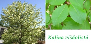 kalina visnolista ucinky na zdravi co leci pouziti uzivani vyuziti davkovani co sbirame pestovani