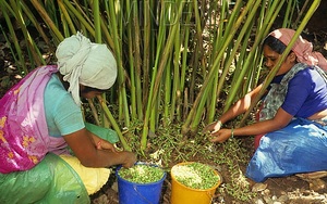 kardamomovnik kardamovnik ucinky co leci pouziti uzivani vyuziti pro zdravi pestovani davkovani 2