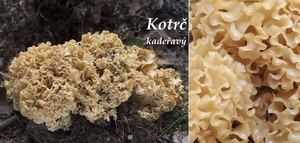 Kotrč účinky na zdraví co léčí použití užívání využití dávkování zpracování recepty vařní