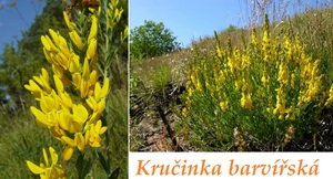 Kručinka barvířská účinky použití využití dávkování pěstování