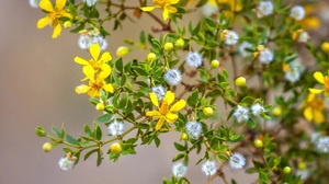 larea trojzuba ucinky na zdravi co leci pouziti uzivani vyuziti davkovani co sbirame pestovani 