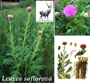 leuzea saflorova ucinky na zdravi co leci pouziti uzivani vyuziti