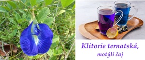 motýlí čaj klitorie ternatská účinky na zdraví použití pěstování využití zajímavosti