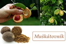 muskatovy-orisek-kvet-muskatovnik-ucinky-na-zdravi-pouziti-uzivani-vyuziti-co-leci