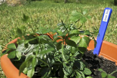 jak vyrobit nesmazatelne stitky k bylinam bylinkam 17