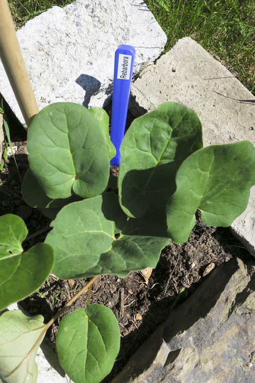 jak vyrobit nesmazatelne stitky k bylinam bylinkam 17