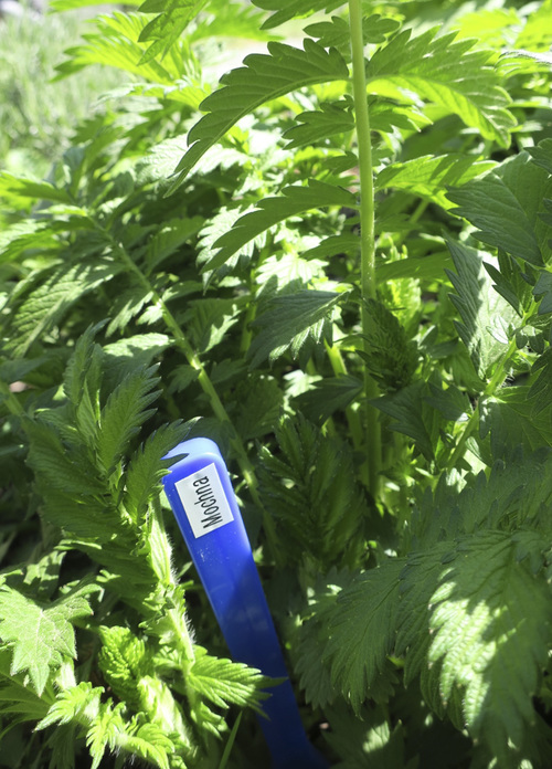 jak vyrobit nesmazatelne stitky k bylinam bylinkam 17