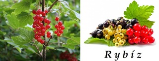 rybiz ucinky na zdravi co leci pouziti uzivani vyuziti pestovani skudci a nemoci rybizu