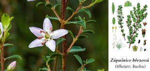 Zápašnice březová účinky na zdraví co léčí použití užívání využití dávkování pěstování co sbíráme